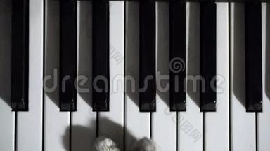 猫弹钢琴
